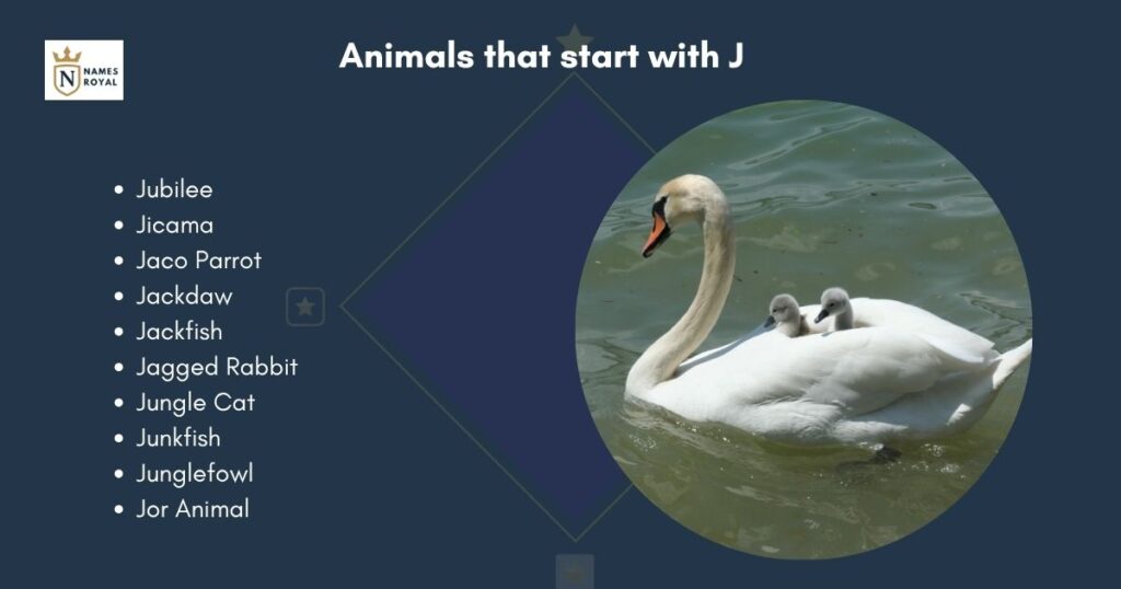 animals that start with j
