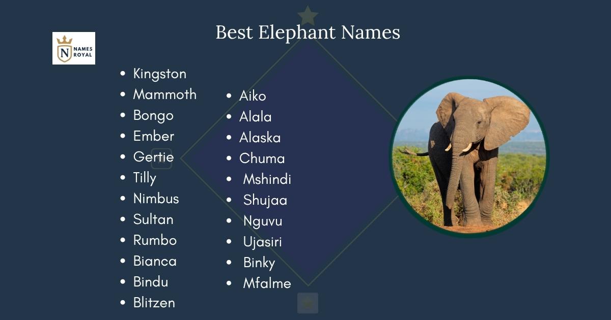 Best Elephant Names
