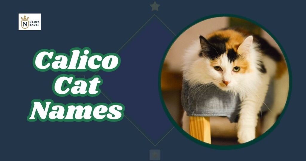 Calico Cat Names
