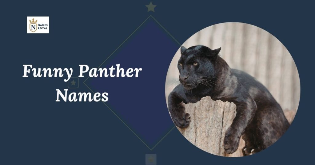 Funny Panther Names