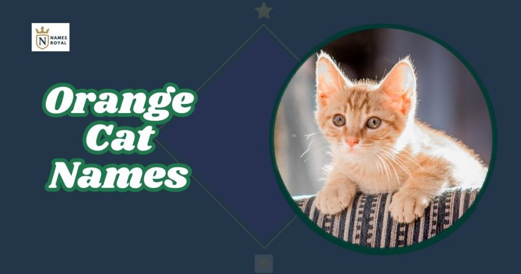 Orange Cat Names