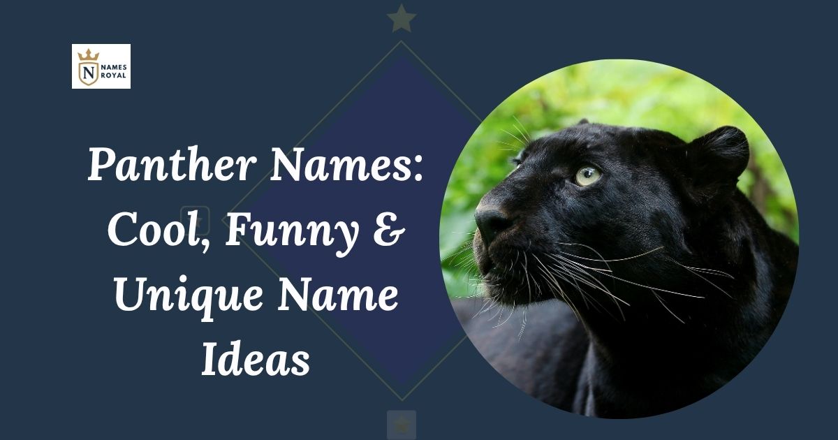 Panther names