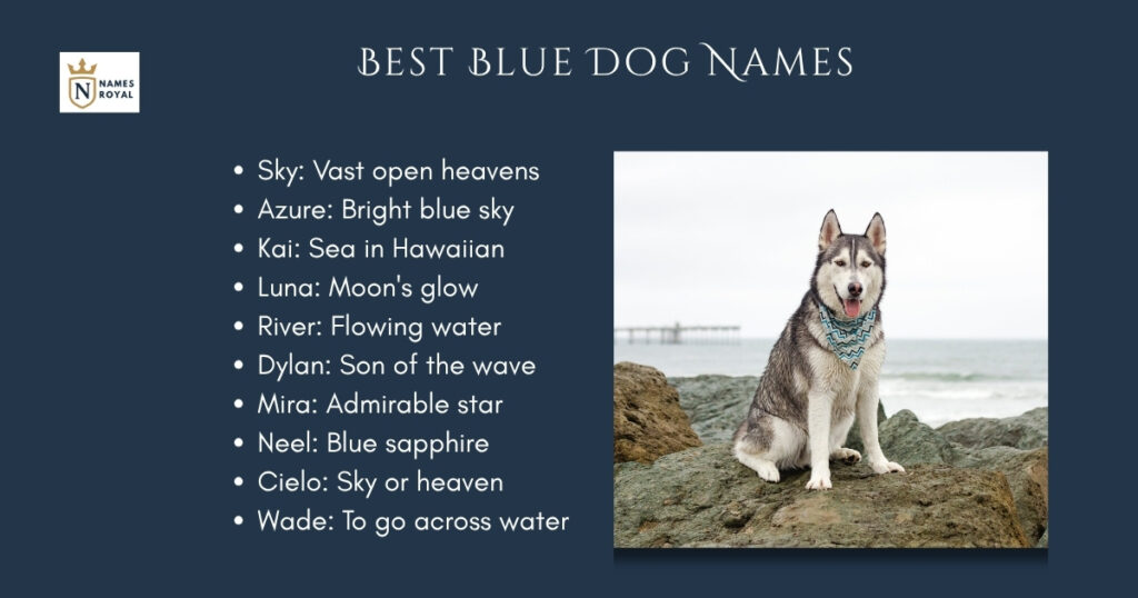 Best Blue Dog Names