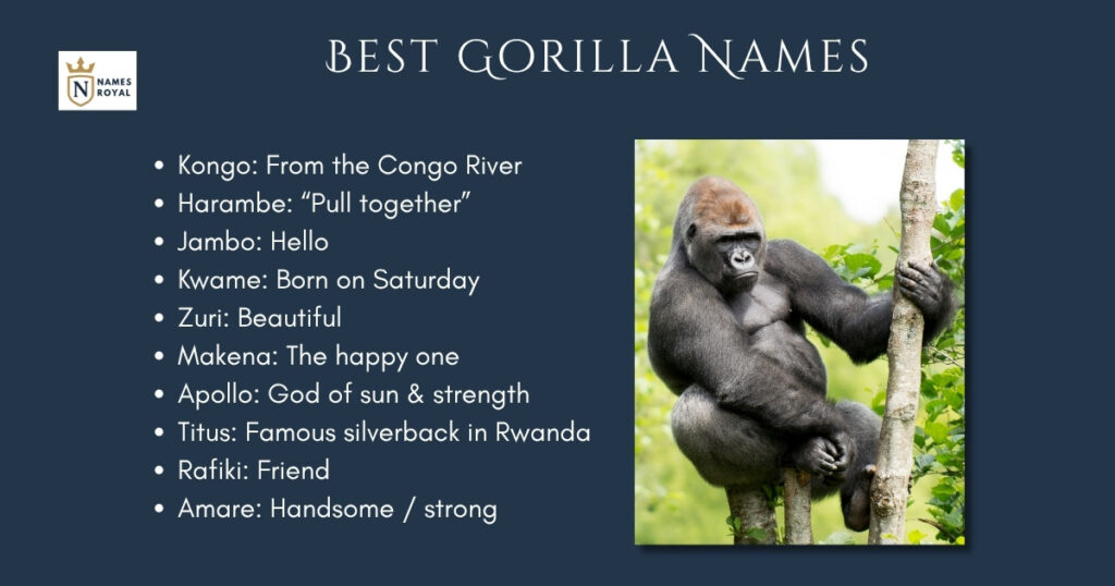 Best Gorilla Names