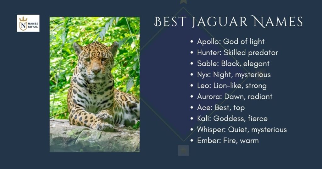 Best Jaguar Names