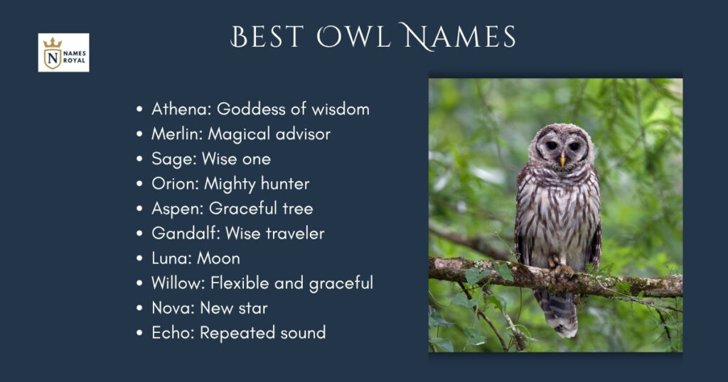 Best Owl Names