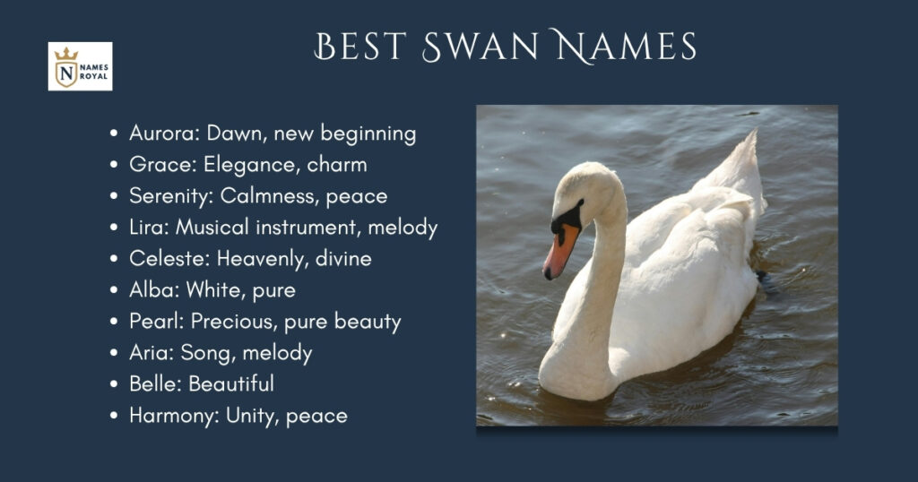 Best Swan Names