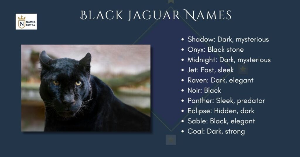 Black Jaguar Names