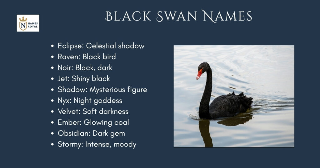 Black Swan Names