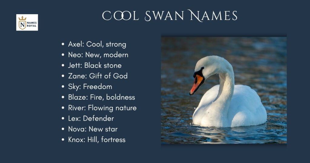 Cool Swan Names