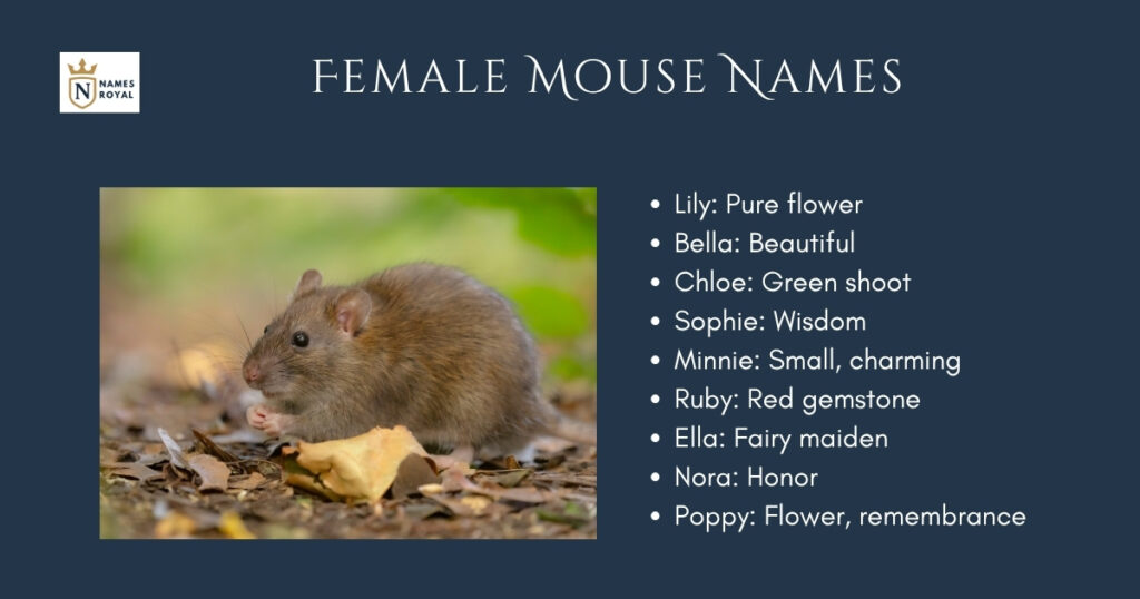 Female Mouse Names