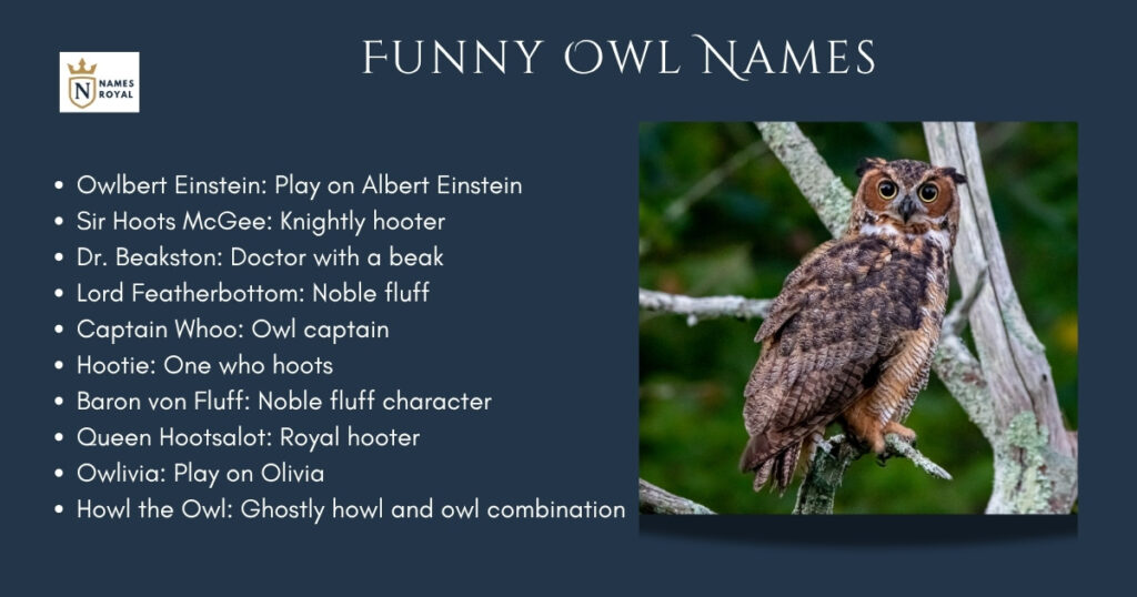 Funny Owl Names