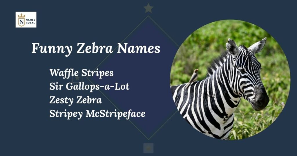 Funny Zebra Names
