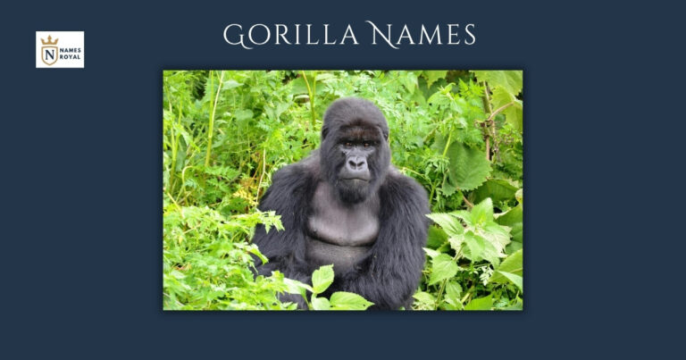 Gorilla Names