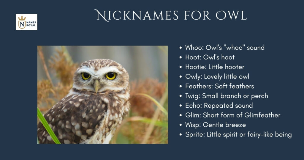 Nicknames for Owl