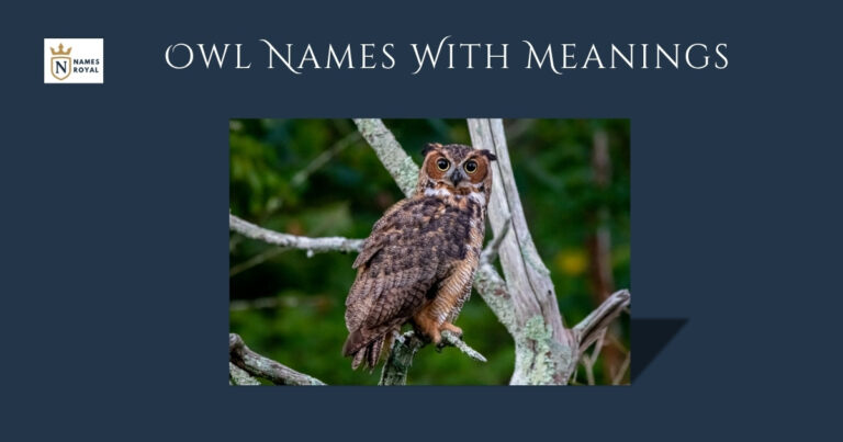 Owl Names