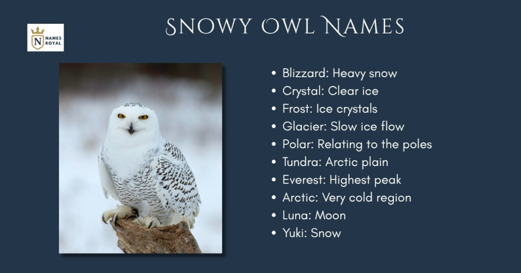 Snowy Owl Names
