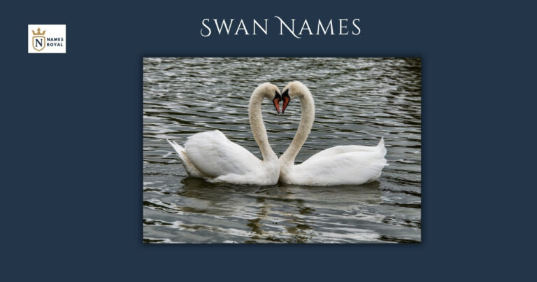 Swan Names