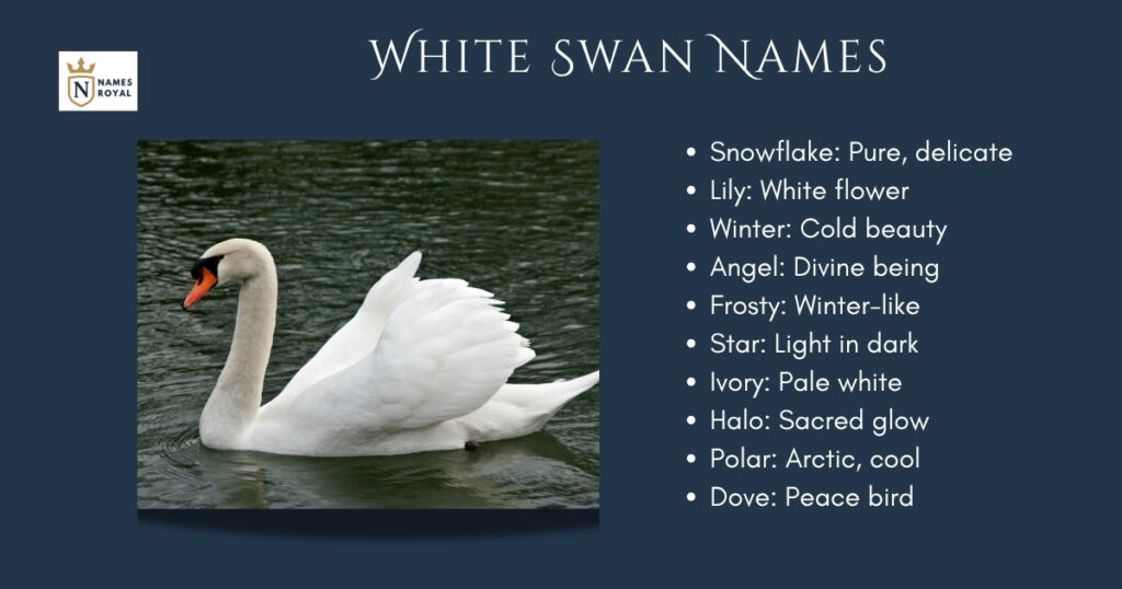 White Swan Names
