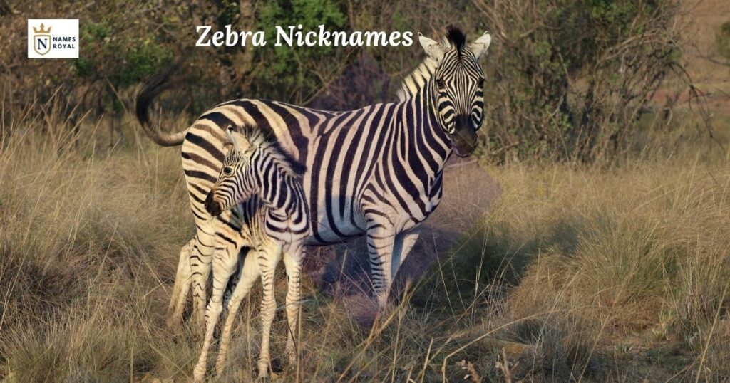 Zebra Nicknames