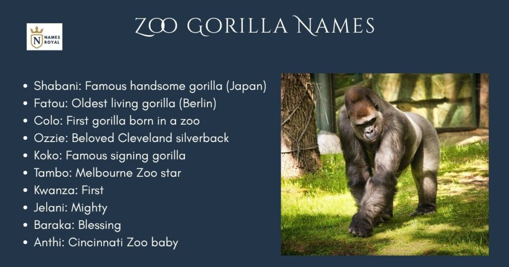 Zoo Gorilla Names